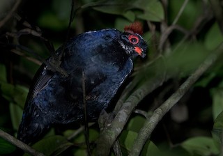 Crested Partridge, ML206088341