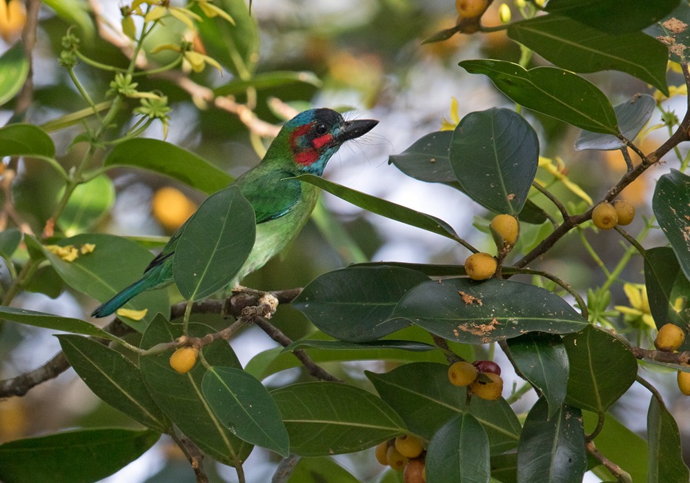 Black-eared Barbet - Lars Petersson | My World of Bird Photography