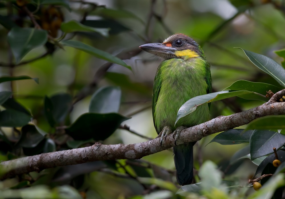 Gold-whiskered Barbet (Gold-whiskered) - Lars Petersson | My World of Bird Photography