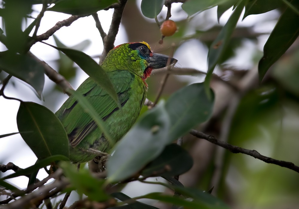 Red-throated Barbet - ML206088631