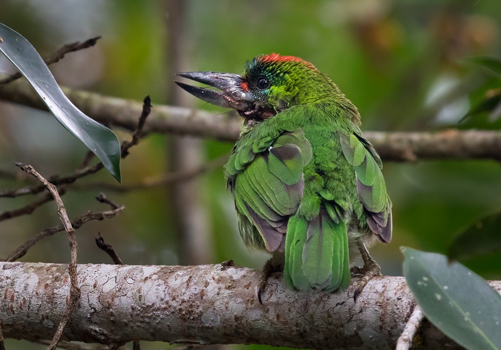 Red-throated Barbet - ML206088641