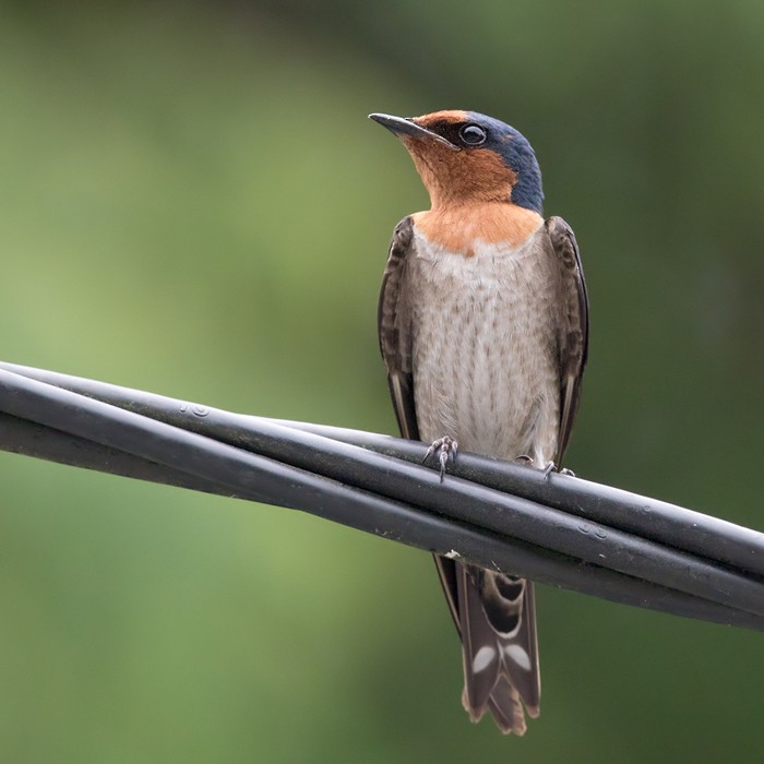 Pacific Swallow (Pacific) - ML206088651
