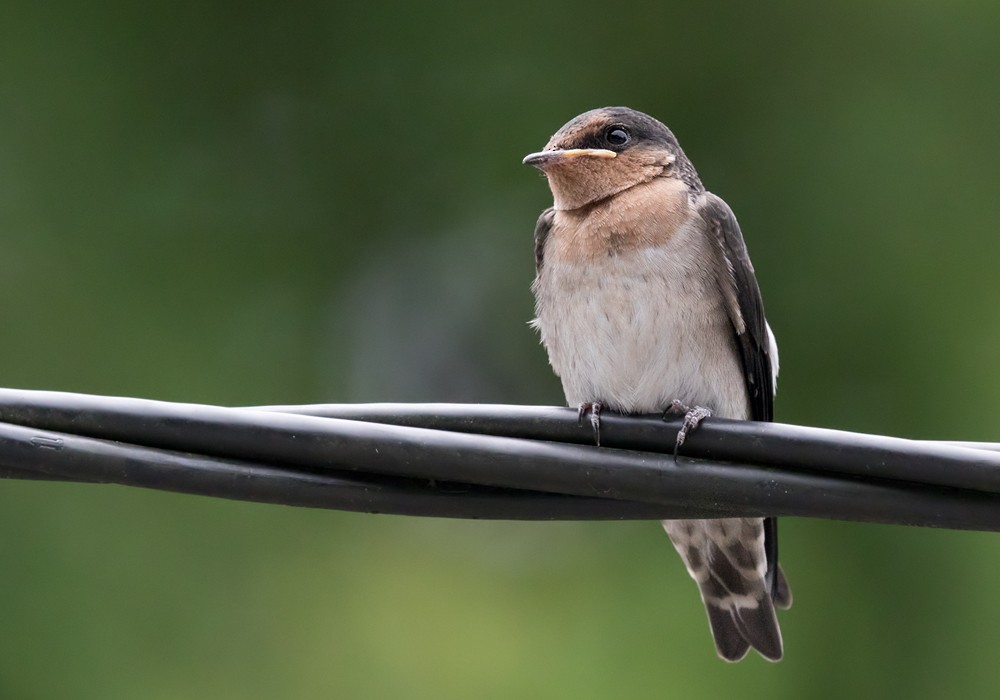 Pacific Swallow (Pacific) - Lars Petersson | My World of Bird Photography