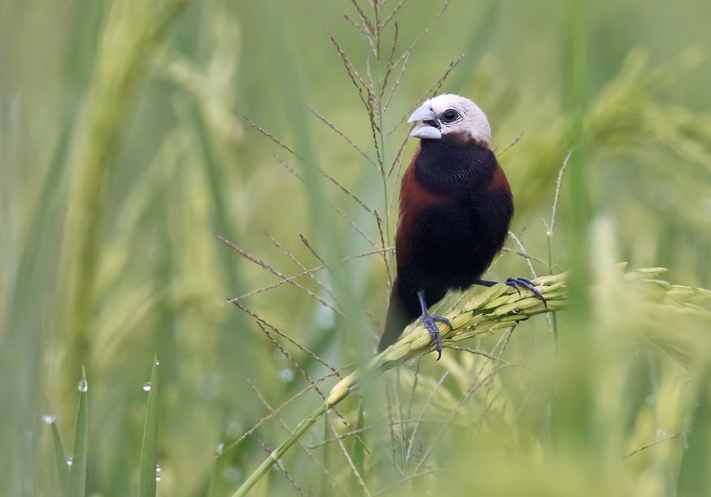 White-capped Munia - Lars Petersson | My World of Bird Photography