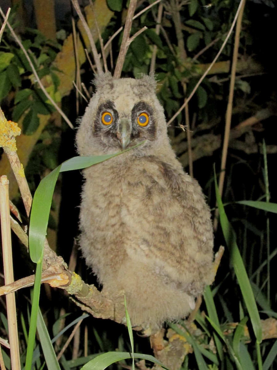 Long-eared Owl - Tamas Zeke