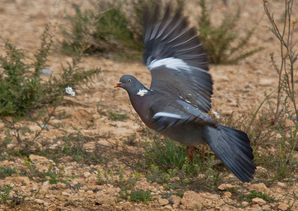Common Wood-Pigeon (White-necked) - ML206090141