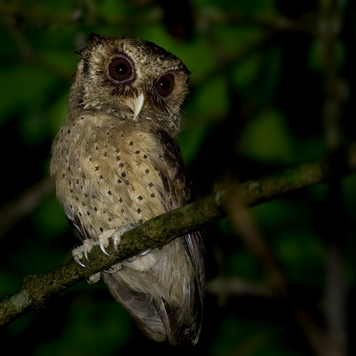 Reddish Scops-Owl - Lars Petersson | My World of Bird Photography
