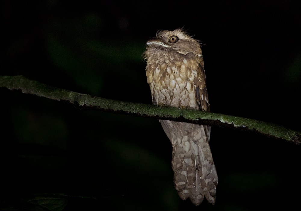 Gould's Frogmouth - Lars Petersson | My World of Bird Photography