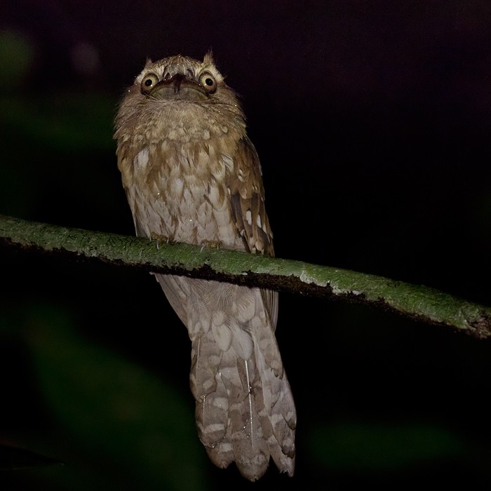Gould's Frogmouth - ML206090501