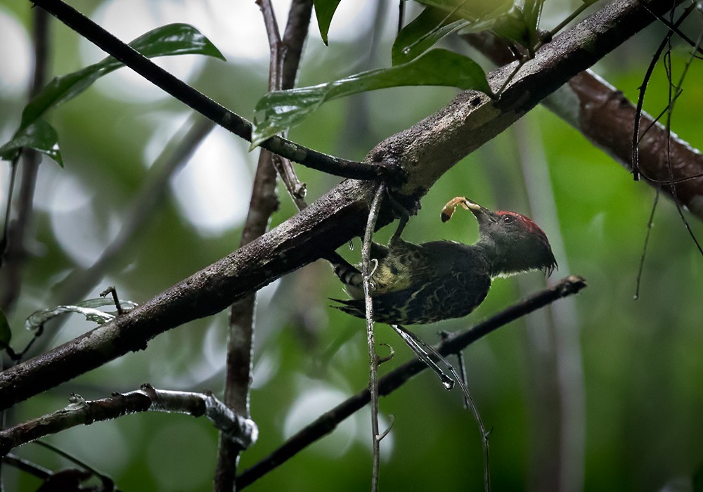 Gray-and-buff Woodpecker (Gray-and-buff) - ML206090541