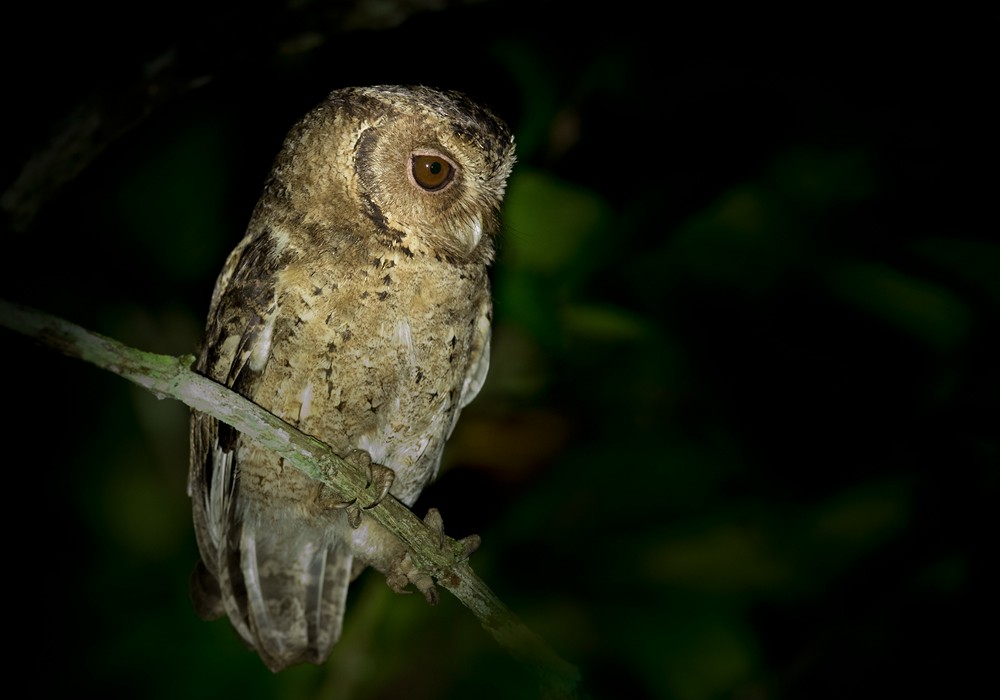 Sunda Scops-Owl - Lars Petersson | My World of Bird Photography