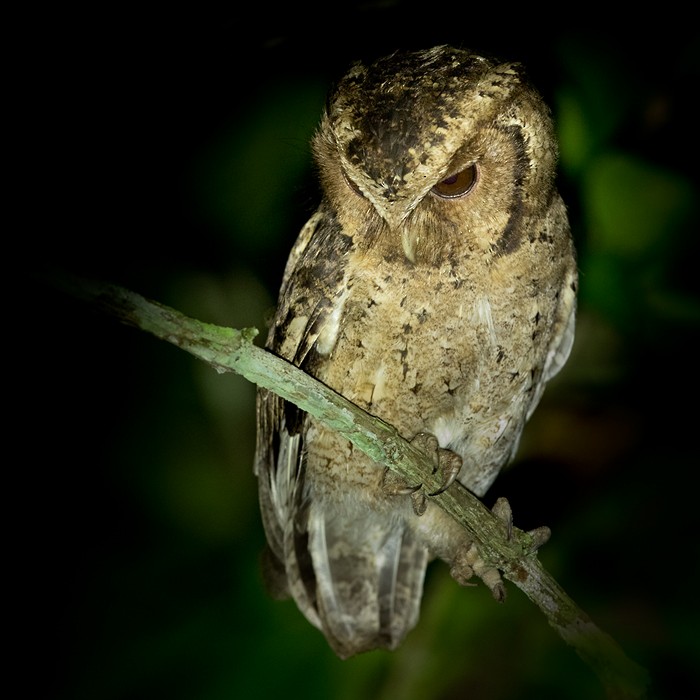 Sunda Scops-Owl - ML206090561