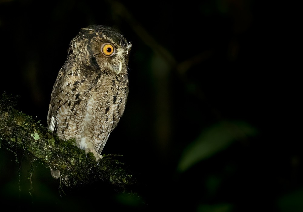 Rajah Scops-Owl (Sumatran) - Lars Petersson | My World of Bird Photography
