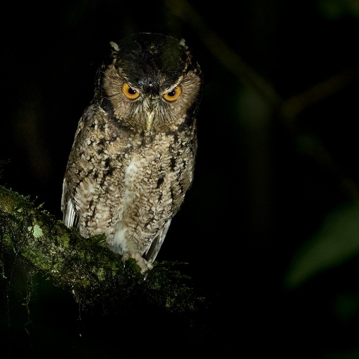 Rajah Scops-Owl (Sumatran) - ML206090591