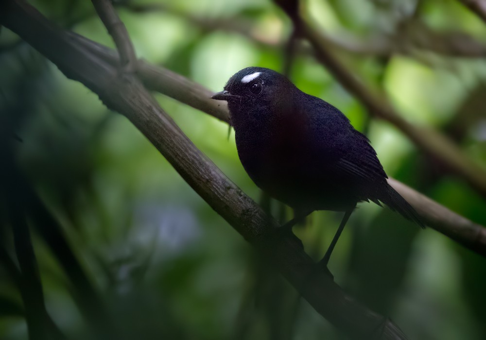 Sumatran Shortwing - Lars Petersson | My World of Bird Photography