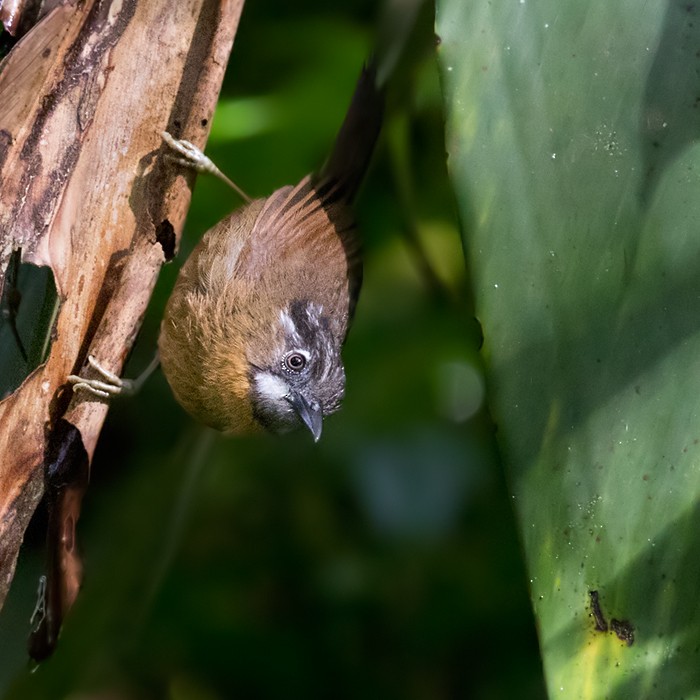 Gray-throated Babbler - Lars Petersson | My World of Bird Photography