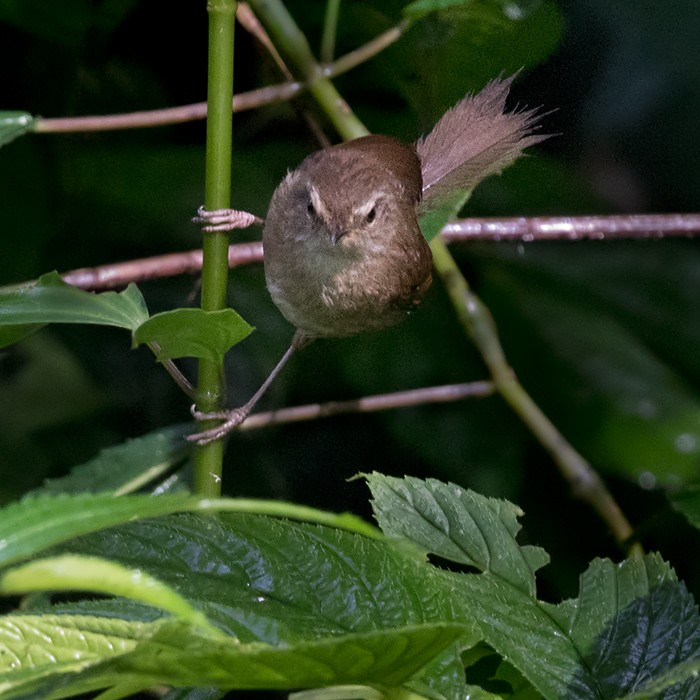 Aberrant Bush Warbler (Sunda) - ML206090671