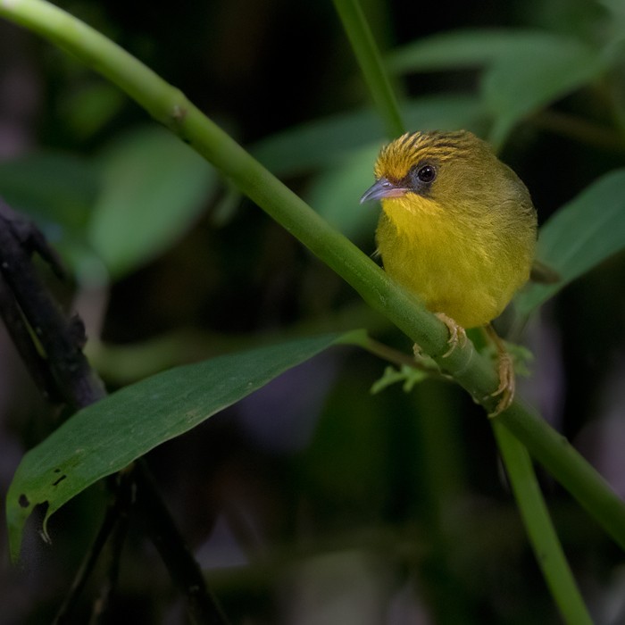 Golden Babbler - Lars Petersson | My World of Bird Photography