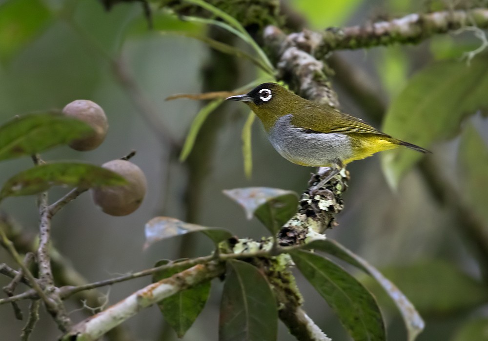 Black-capped White-eye - Lars Petersson | My World of Bird Photography