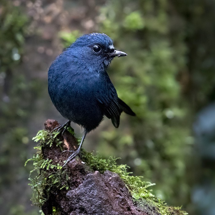 Lars Petersson | My World of Bird Photography - ML206090791