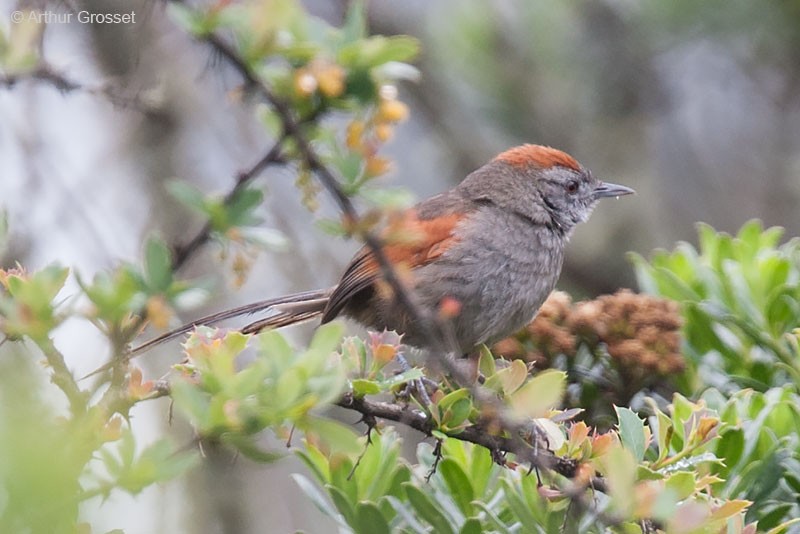 Silvery-throated Spinetail - Arthur Grosset