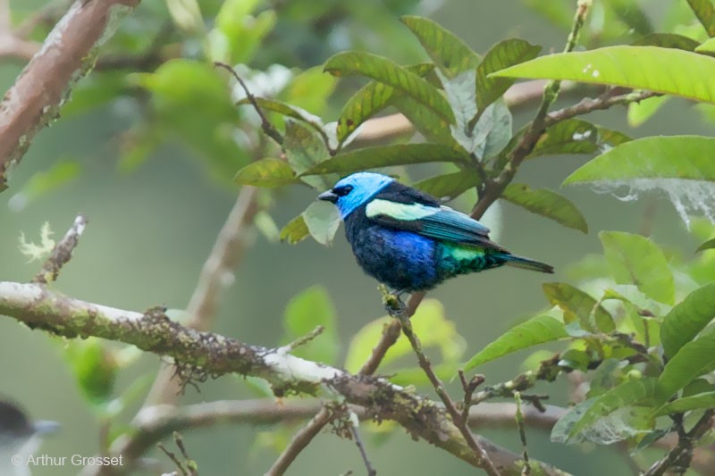 Blue-necked Tanager - ML206091021