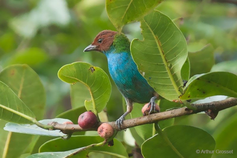 Bay-headed Tanager (Bay-and-blue) - Arthur Grosset