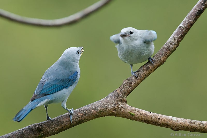 Blue-gray Tanager (Blue-gray) - Arthur Grosset