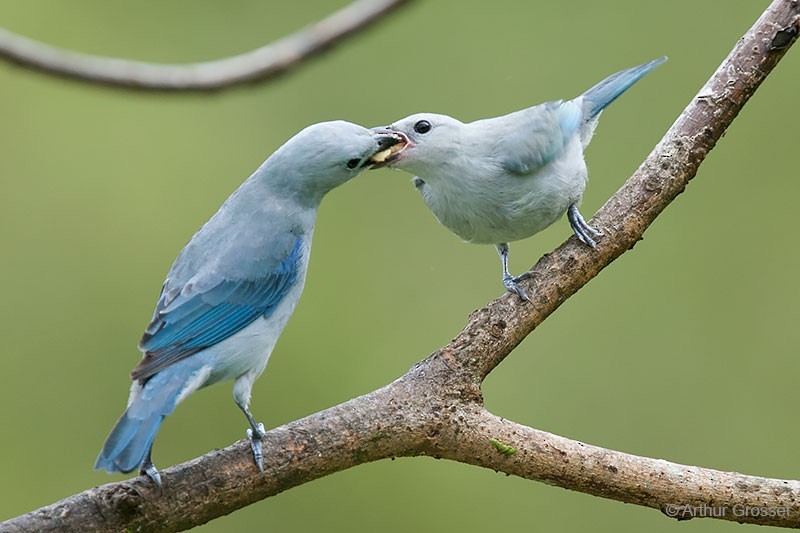 Blue-gray Tanager (Blue-gray) - ML206091141