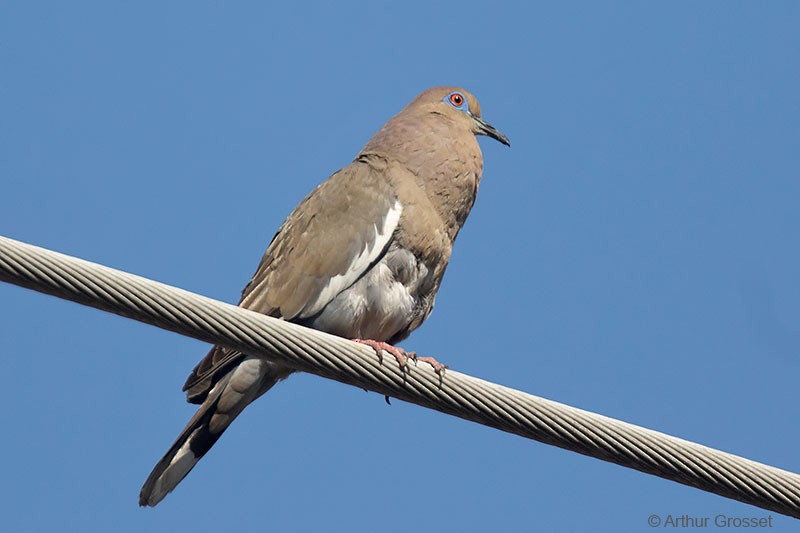 White-winged Dove - Arthur Grosset