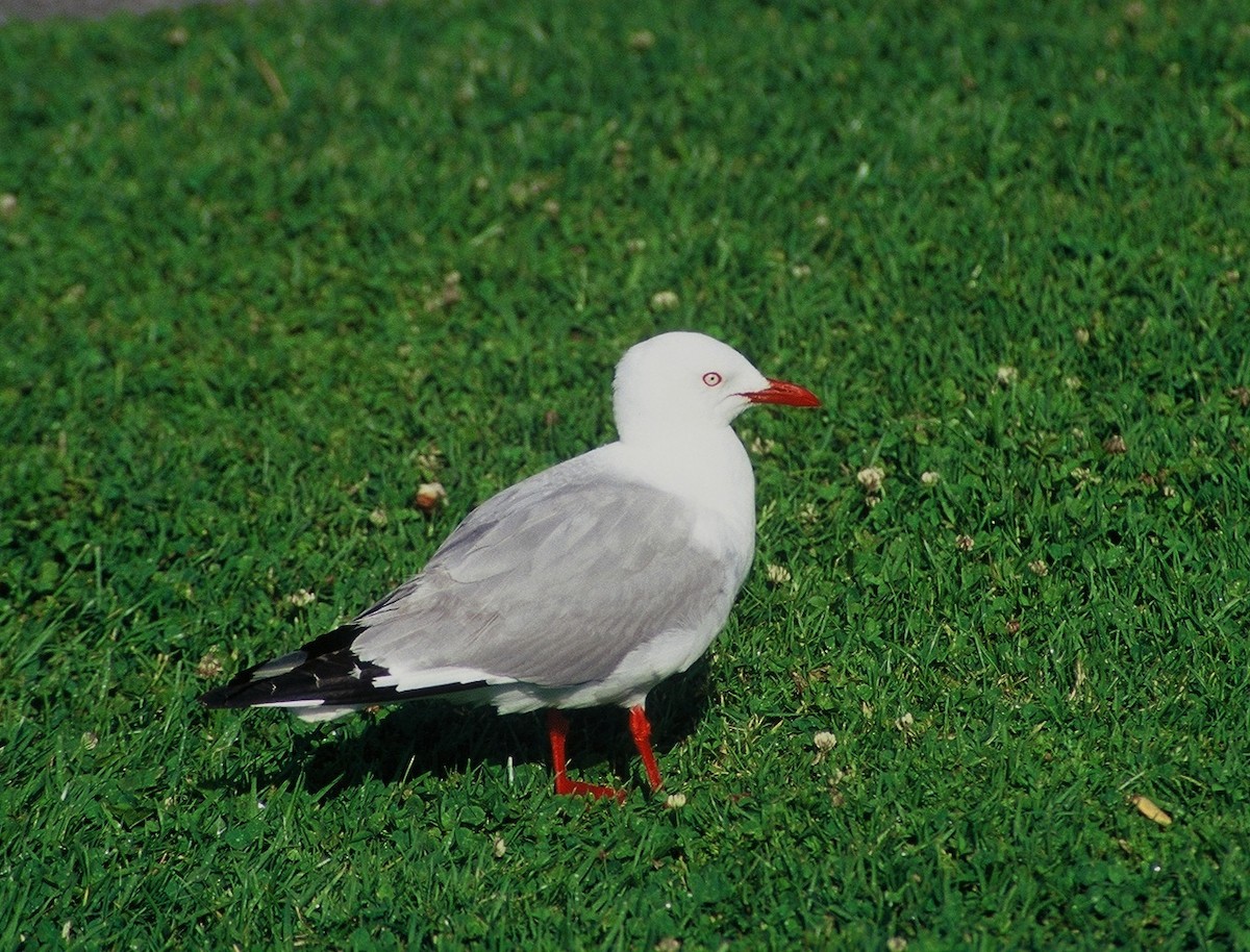Silver Gull (Red-billed) - Tamas Zeke