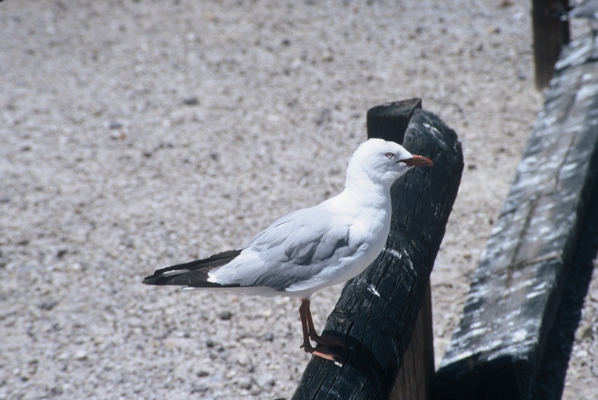 Silver Gull (Red-billed) - Tamas Zeke