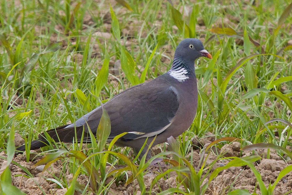 Common Wood-Pigeon (White-necked) - ML206092301