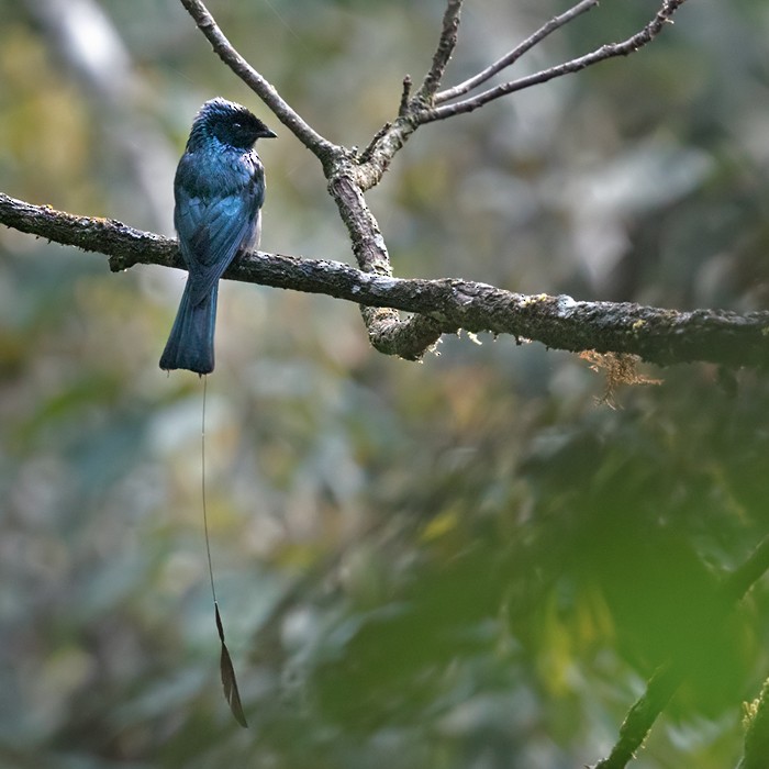 Lesser Racket-tailed Drongo - ML206093081