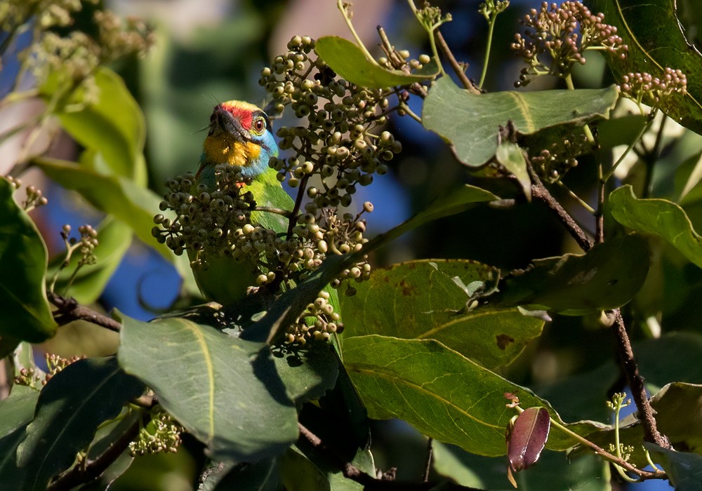 Black-browed Barbet - Lars Petersson | My World of Bird Photography