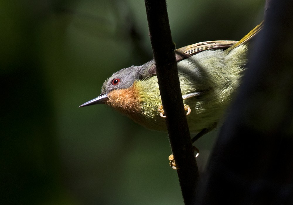 Ruby-cheeked Sunbird - Lars Petersson | My World of Bird Photography