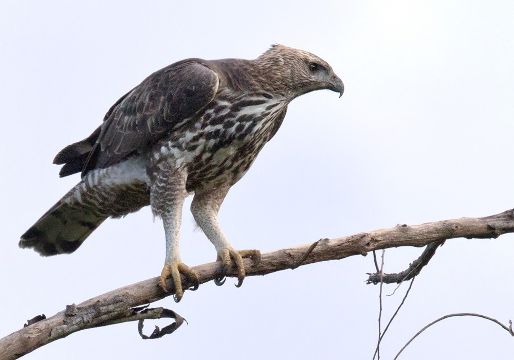 Changeable Hawk-Eagle (Changeable) - Lars Petersson | My World of Bird Photography