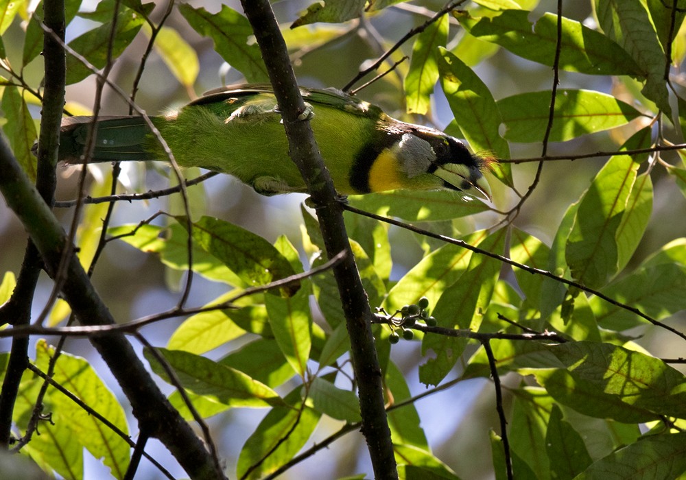 Fire-tufted Barbet - ML206093441