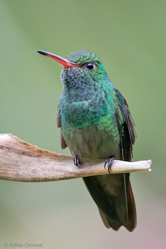 Rufous-tailed Hummingbird (Rufous-tailed) - Arthur Grosset