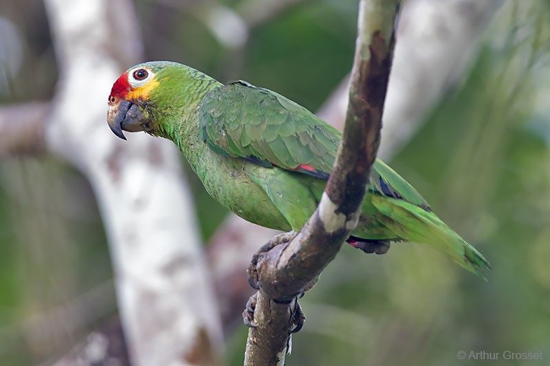 Red-lored Parrot (Red-lored) - ML206093671