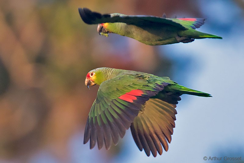 Red-lored Parrot (Red-lored) - Arthur Grosset
