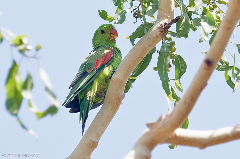 Red-winged Parrot - Arthur Grosset