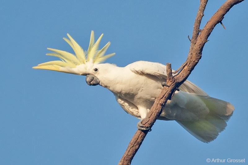 Sulphur-crested Cockatoo - Arthur Grosset