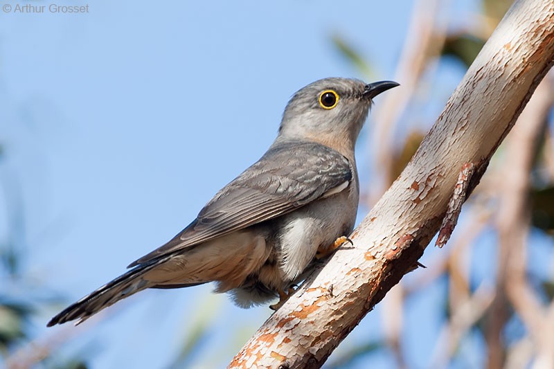 Fan-tailed Cuckoo - Arthur Grosset