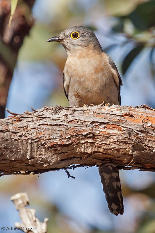 Fan-tailed Cuckoo - Arthur Grosset