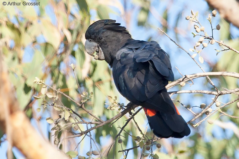Red-tailed Black-Cockatoo - ML206094181