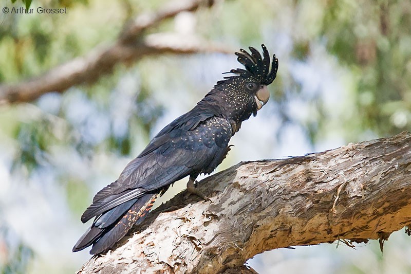 Red-tailed Black-Cockatoo - Arthur Grosset