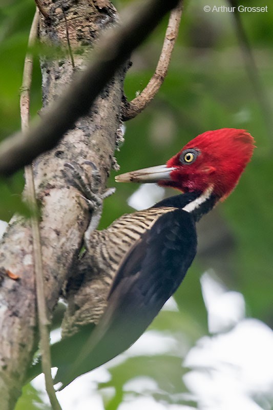 Pale-billed Woodpecker - Arthur Grosset