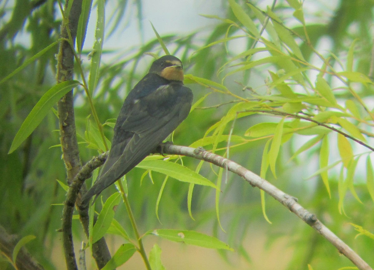 Barn Swallow (White-bellied) - ML206094361