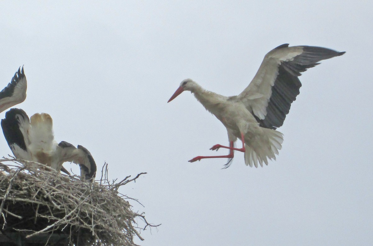 White Stork - Tamas Zeke